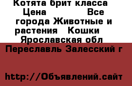 Котята брит класса › Цена ­ 20 000 - Все города Животные и растения » Кошки   . Ярославская обл.,Переславль-Залесский г.